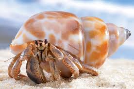 hermit crab diet