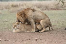 lions pics