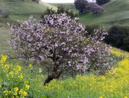 pictures of different plum trees