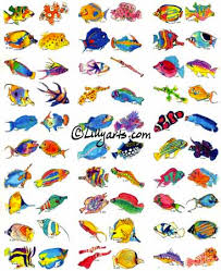 photos of fish