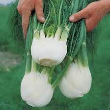fennel
