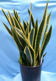 motherinlaw plant