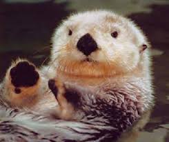 sea otter baby