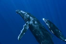 disneynature oceans