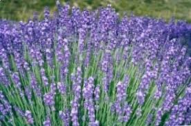 photo de fleurs de lavande