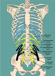 lower back skeleton