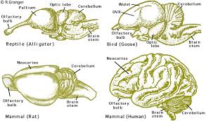 the largest brain weight