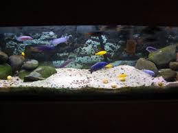 lake malawi cichlid