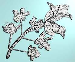 drawing flowers