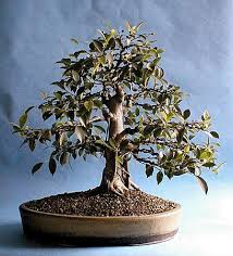 ficus retusa nitida
