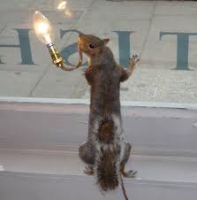star wars squirrels