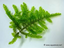 aquatic moss