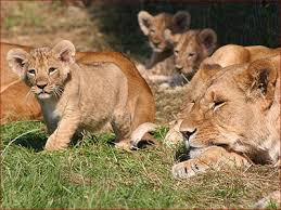lions pics
