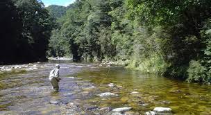 fly fishing trout