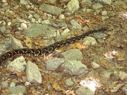 baby timber rattlesnakes