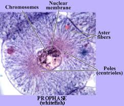 mitosis video