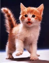 gatos bonitos