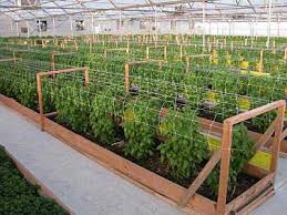 organic gardens