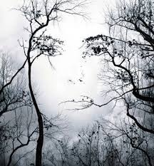 faces in trees