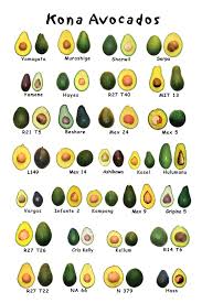 avacado