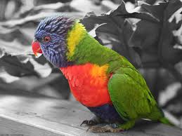 love bird photos