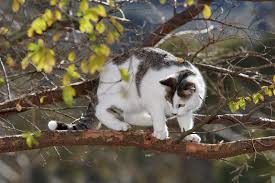 cat in tree
