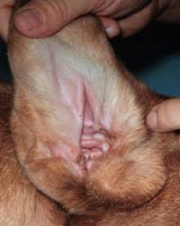 dog ear mites