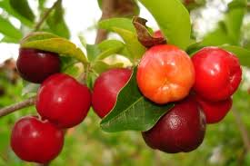 acerola cherry tree