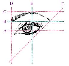 brow shapes