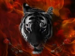 eye of a tiger