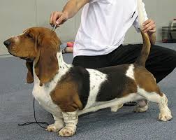 basset hound dog