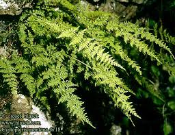 cystopteris