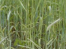 rye cover crop