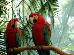 animal wild