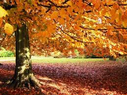autumn leaves are falling