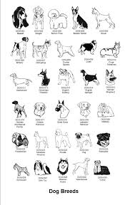 dog breeds pictures