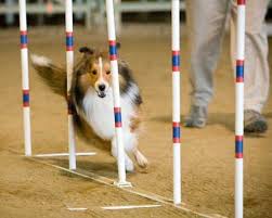 dog weave poles