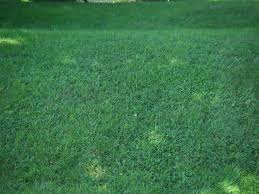 clover lawn