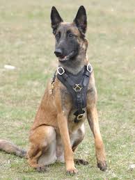belgian malinois dog