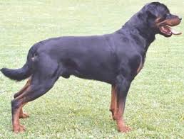 dog profile