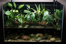water plants for fish tanks