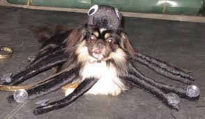dog spider costume