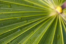 palm leaves cross