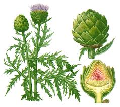 artichoke leaves