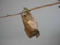 polyphemus moth cocoon