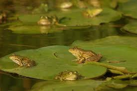 frogs and lily pads