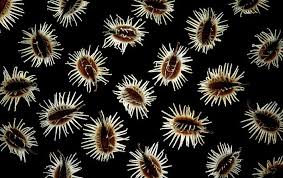 carrots seeds