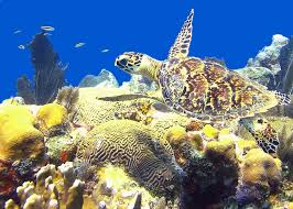 animals of the ocean