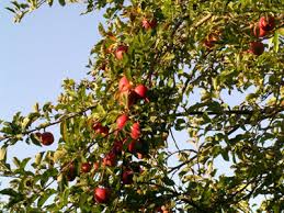 pictures apple trees
