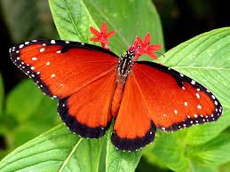 queen butterfly pictures